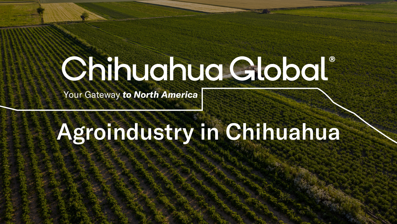 Chihuahua Global agroindustry social media creative